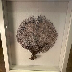 Oceanic Lace: Hand-Selected Brown Sea Fan Specimen from Tulum Mexico